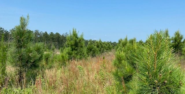 Photo 9 of L Jordan, 574 acres, Cherokee County, Texas