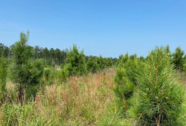 Photo 9 of L Jordan, 574 acres, Cherokee County, Texas