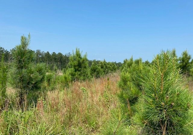 Photo 9 of L Jordan, 574 acres, Cherokee County, Texas