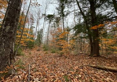 Old trail