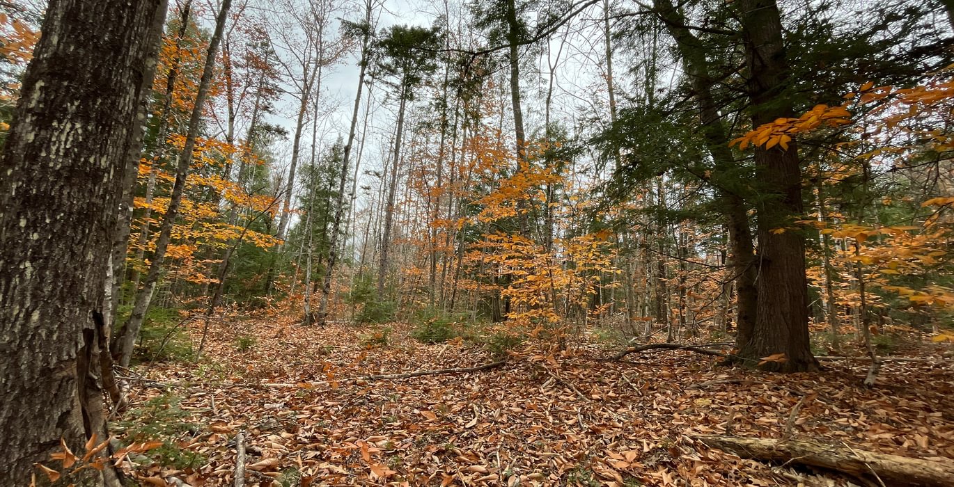 Old trail