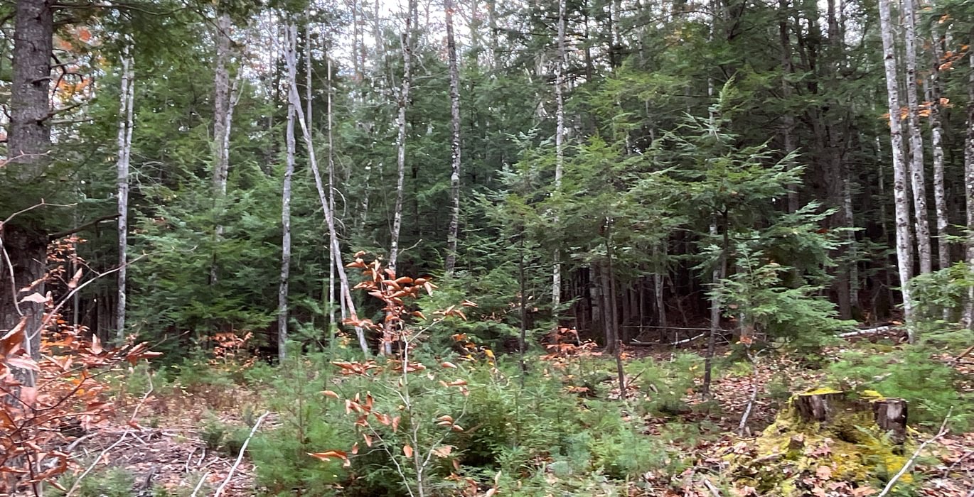 Open area
