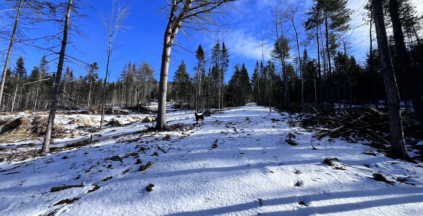 Skidder trail access to the back of the lot