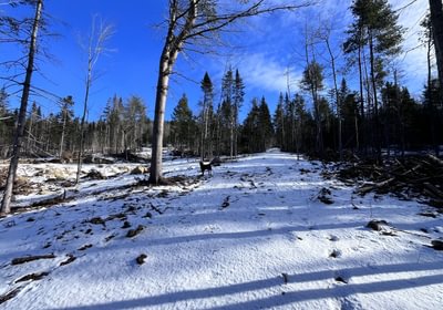 Skidder trail access to the back of the lot